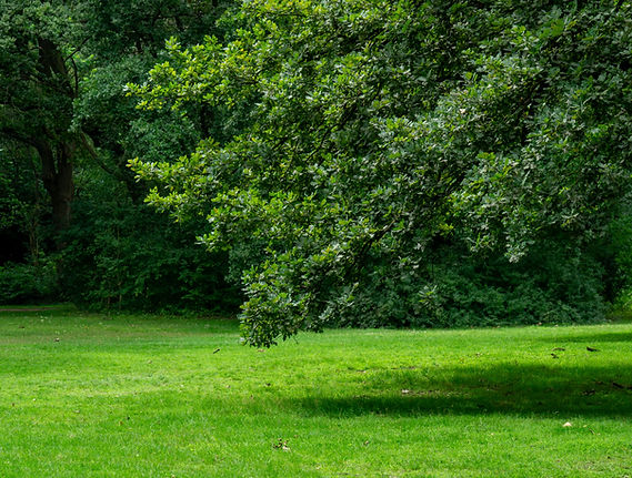 A wide, neatly maintained green lawn bordered by mature trees and hedges