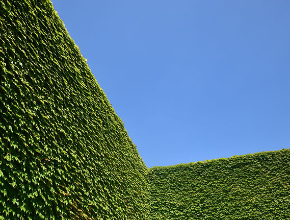 A tall, dense, cleanly trimmed hedge against a blue sky