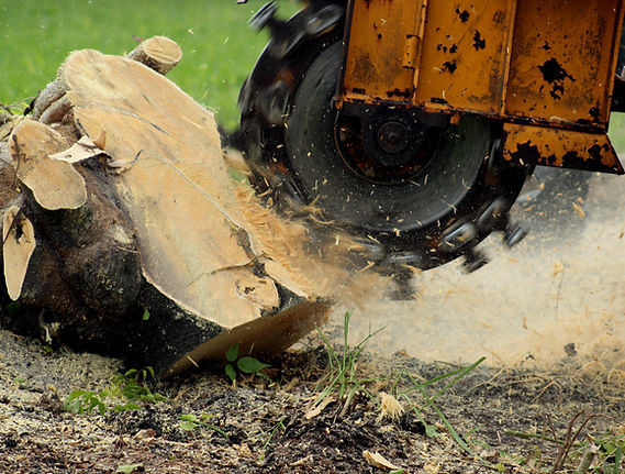 A stump grinder cutting into a tree stump with wood chips flying