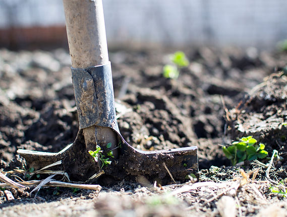 A garden hand tool working in soil between small seedlings